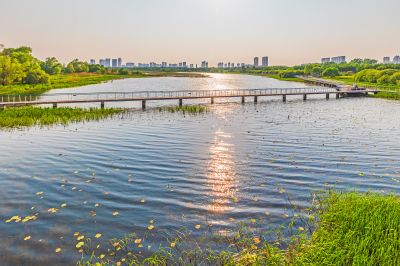 大剧院湿地
