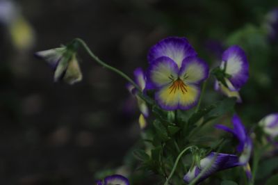 三色堇精美花卉图片