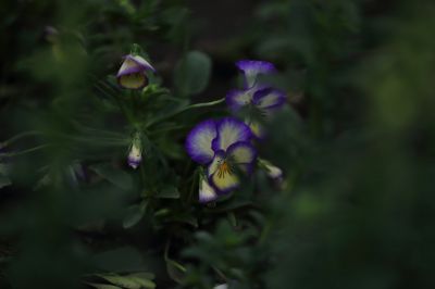 三色堇精美花卉图片