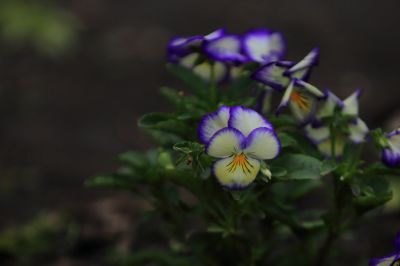 三色堇精美花卉图片
