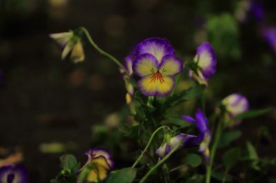 三色堇精美花卉图片