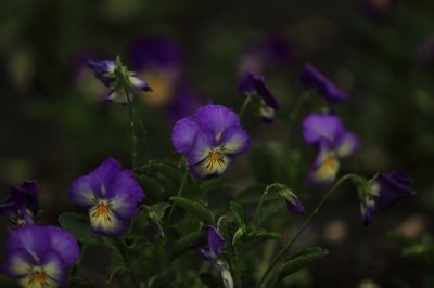 三色堇精美花卉图片