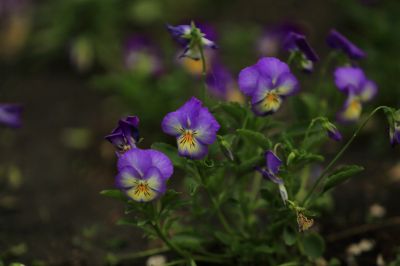 三色堇精美花卉图片