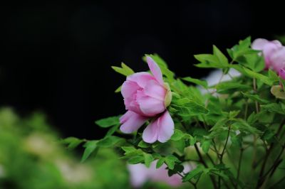 太阳岛花卉—牡丹花