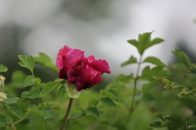太阳岛花卉—牡丹花
