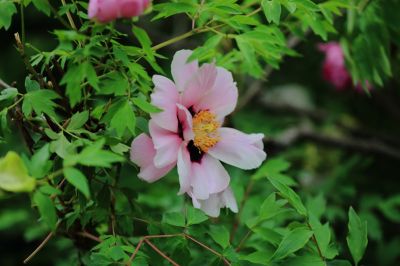 太阳岛花卉—牡丹花