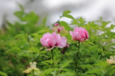 太阳岛花卉—牡丹花