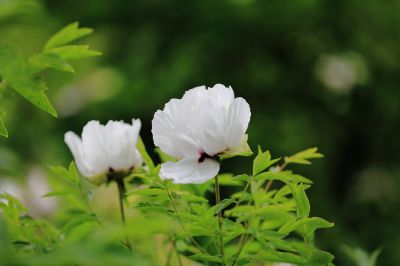太阳岛花卉—牡丹花