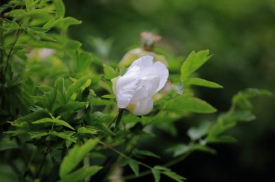 太阳岛花卉—牡丹花