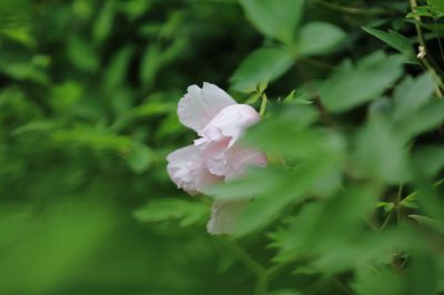 太阳岛花卉—牡丹花