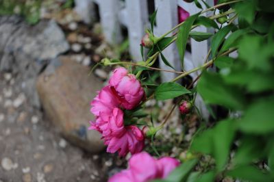 兆麟公园——芍药