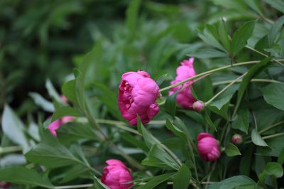 兆麟公园——芍药