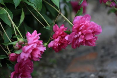 兆麟公园——芍药