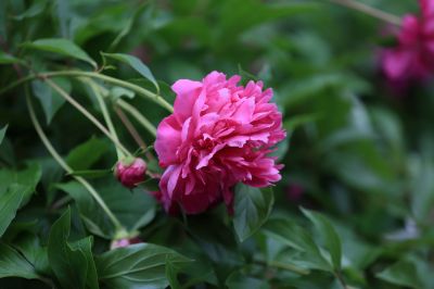 兆麟公园——芍药