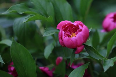 兆麟公园——芍药