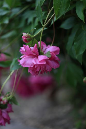 兆麟公园——芍药