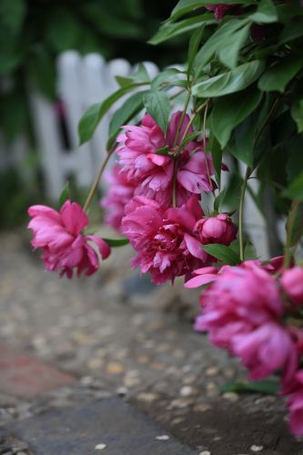 兆麟公园——芍药