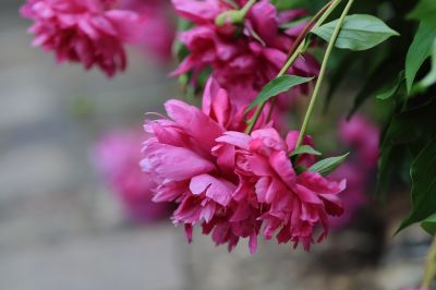 兆麟公园——芍药
