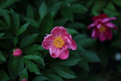 兆麟公园——芍药