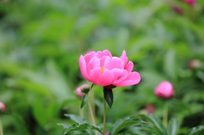 兆麟公园——芍药