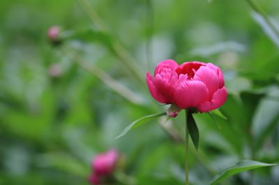 兆麟公园——芍药
