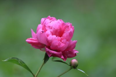 兆麟公园——芍药