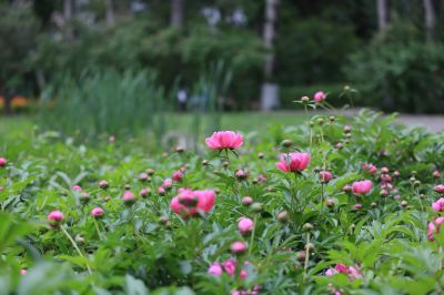 兆麟公园——芍药