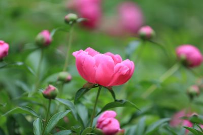兆麟公园——芍药