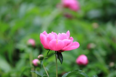 兆麟公园——芍药