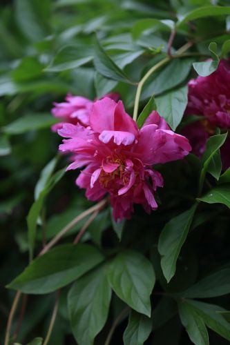 兆麟公园——芍药