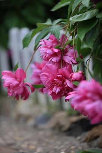 兆麟公园——芍药