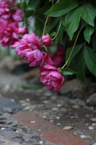 兆麟公园——芍药