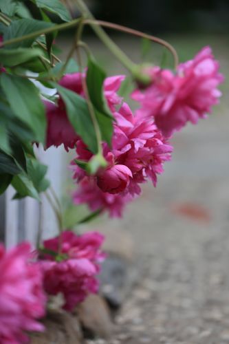 兆麟公园——芍药