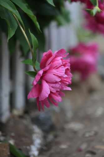 兆麟公园——芍药