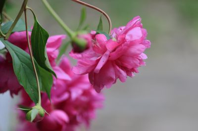 兆麟公园——芍药