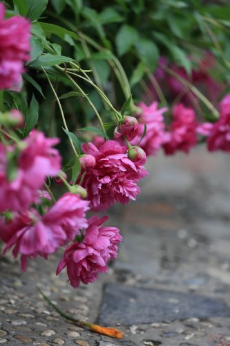 兆麟公园——芍药