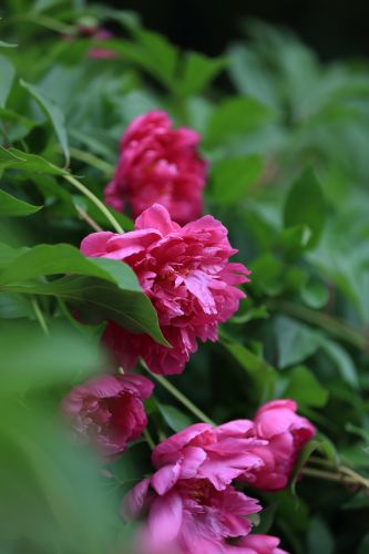 兆麟公园——芍药