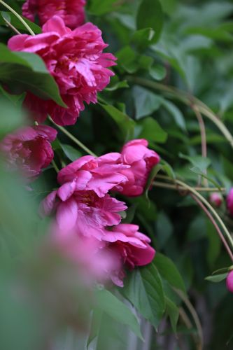 兆麟公园——芍药