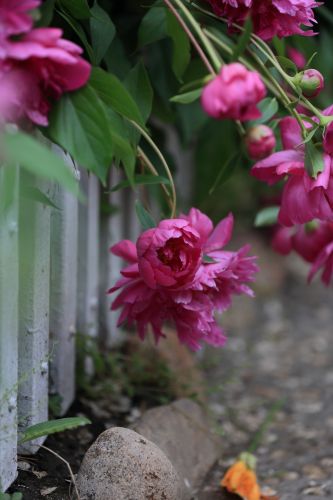 兆麟公园——芍药