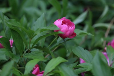 兆麟公园——芍药