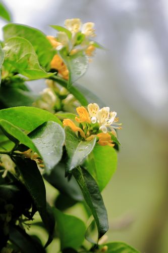 太阳岛花卉—葱皮忍冬