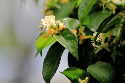 太阳岛花卉—葱皮忍冬