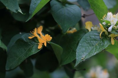太阳岛花卉—葱皮忍冬