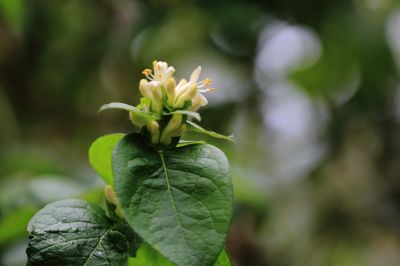 太阳岛花卉—葱皮忍冬