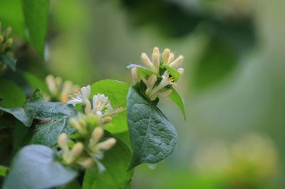 太阳岛花卉—葱皮忍冬