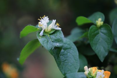 太阳岛花卉—葱皮忍冬