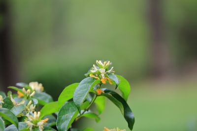 太阳岛花卉—葱皮忍冬