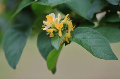 太阳岛花卉—葱皮忍冬