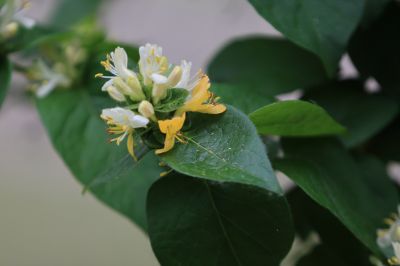 太阳岛花卉—葱皮忍冬