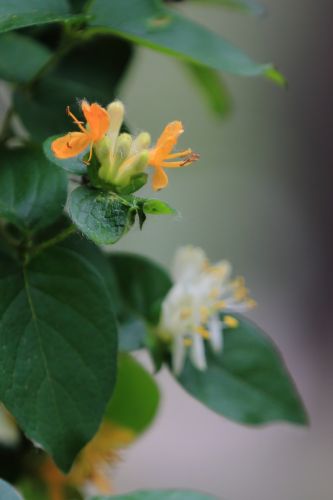 太阳岛花卉—葱皮忍冬